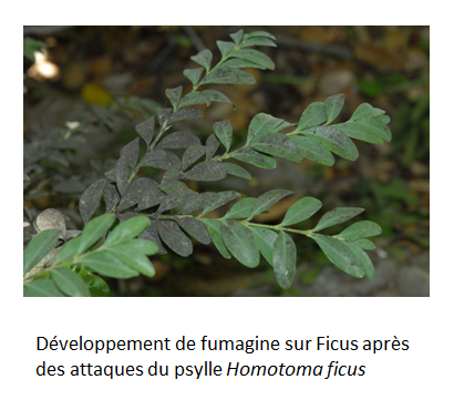 Certains feuilles du ficus sont noircis par la fumagine