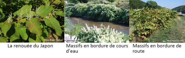 Illustration de la Renouée du japon