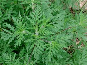 feuille d'ambroisie verte