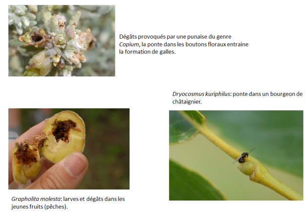 dégâts provoqués par des insectes dans les bourgeons et les fruits.