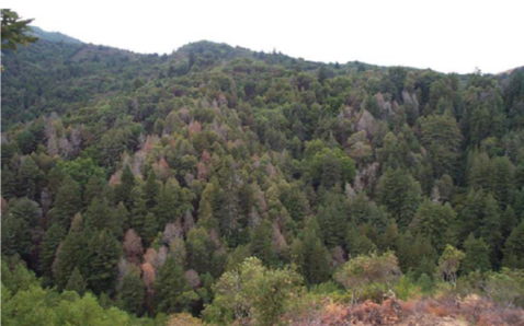 forêt avec des individus de tanoak attaqués par Phytophthora ramorum et qui apparaissent desséchés.
