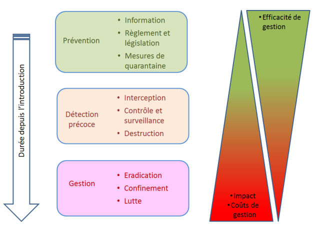 La figure sch&eacute;matise le rapport efficacit&eacute; de gestion versus impact et co&ucirc;t de gestion associ&eacute; en fonction du temps &eacute;coul&eacute; depuis l'introduction d'un organisme nuisible. Le sch&eacute;ma est organis&eacute; en 3 colonnes verticales. La colonne de gauche repr&eacute;sente une fl&egrave;che orient&eacute;e de haut en bas illustrant le temps &eacute;coul&eacute; depuis l'introduction de l'organisme nuisible. La seconde colonne est constitu&eacute;e par 3 blocs de couleurs diff&eacute;rentes. Le premier bloc de couleur verte situ&eacute; dans la partie haute du sch&eacute;ma reprend les caract&eacute;ristiques des actions de pr&eacute;vention (information, l&eacute;gislation, mesures de quarantaine). Le second bloc, de couleur orange clair, r&eacute;sume les actions relatives &agrave; la d&eacute;tection pr&eacute;coce d'un organisme nuisible (interception, contr&ocirc;le et surveillance, destruction). Enfin, le 3&egrave;me bloc en rose/rouge correspond aux actions de gestion une fois l'organisme &eacute;tabli (Eradication, confinement, lutte). La troisi&egrave;me colonne correspond &agrave; 2 triangles invers&eacute;s pr&eacute;sentant des d&eacute;grad&eacute;s de couleur allant du vert au rouge : le premier symbolise l'efficacit&eacute; d&eacute;croissante de gestion avec le temps qui s'&eacute;coule depuis l'introduction, le second symbolisant l'augmentation de l'impact de l'organisme nuisible et des co&ucirc;ts de gestion).