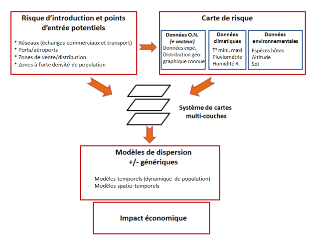 Le sch&eacute;ma pr&eacute;sent&eacute; r&eacute;sume les diff&eacute;rentes approches/ m&eacute;thodologies et processus mis en &oelig;uvre dans l'&eacute;laboration de mod&egrave;les quantitatifs pr&eacute;dictifs du risque d'introduction, d'installation et de dispersion d'un organisme nuisible. Un premier cadre rassemble les diff&eacute;rents facteurs &agrave; consid&eacute;rer pour &eacute;valuer le risque d'introduction et notamment les points d'entr&eacute;e de mat&eacute;riel v&eacute;g&eacute;tal (ports/a&eacute;roports, zones &agrave; forte densit&eacute; de population, point de de commercialisation de mat&eacute;riel v&eacute;g&eacute;tal). Le second cadre pr&eacute;sente les diff&eacute;rentes donn&eacute;es n&eacute;cessaires pour r&eacute;aliser des cartes de risque (donn&eacute;es environnementales, donn&eacute;es climatiques et donn&eacute;es biologiques sur l'organisme nuisible obtenues par exp&eacute;rimentation par exemple). Les donn&eacute;es acquises (cadres pr&eacute;-cit&eacute;s) sont stock&eacute;es dans un SIG (Syst&egrave;me d'information g&eacute;ographique) et utilis&eacute;es pour construire des mod&egrave;les de risque de dispersion plus ou moins g&eacute;n&eacute;riques (mod&egrave;les temporels ou spatio-temporels). L'impact &eacute;conomique peut aussi &ecirc;tre pris en compte dans le mod&egrave;le.