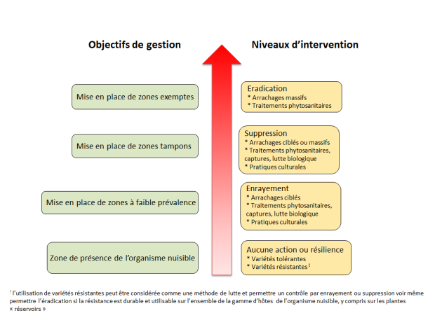 Le sch&eacute;ma pr&eacute;sente les niveaux d'intervention requis selon les objectifs de gestion fix&eacute;s. Une fl&egrave;che centrale orient&eacute;e de bas en haut sch&eacute;matise les niveaux croissants de gestion et d'intervention. Les objectifs de gestion sont indiqu&eacute;s &agrave; gauche de la fl&egrave;che et les niveaux d'intervention correspondant &agrave; droite de celle-ci. Quatre niveaux distincts sont pr&eacute;sent&eacute;s. Le premier niveau correspond &agrave; une zone de pr&eacute;sence de l'organisme nuisible. En regard, aucune action sp&eacute;cifique de gestion n'est propos&eacute;e, l'utilisation de vari&eacute;t&eacute;s tol&eacute;rantes ou r&eacute;sistantes pouvant &ecirc;tre propos&eacute;e pour r&eacute;duire l'impact &eacute;conomique. Le second niveau correspondant &agrave; la mise en place de zones &agrave; faible pr&eacute;valence requiert des actions d'enrayement (arrachages cibl&eacute;s, traitements phytosanitaires, actions de lutte biologique et/ou captures selon l'organisme impliqu&eacute;, mise en place de pratiques culturales sp&eacute;cifiques). Le 3&egrave;me niveau concerne la mise en place de zones tampons et correspond, en terme d'intervention, &agrave; une strat&eacute;gie de suppression, impliquant des arrachages cibl&eacute;s ou massifs, des traitements phytosanitaires, des campagnes de capture ou la mise en place d'une lutte biologique. Enfin, le quatri&egrave;me niveau vise &agrave; &eacute;tablir des zones exemptes de l'organisme nuisible consid&eacute;r&eacute;. Il s'agit donc de mettre en place une strat&eacute;gie d'&eacute;radication impliquant des arrachages massifs et dans certains cas, des traitements phytosanitaires.