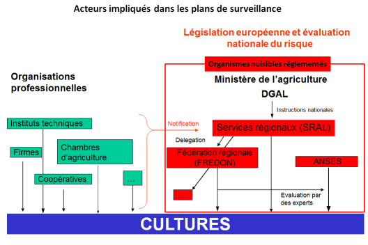 Les mêmes acteurs que ceux listés pour la surveillance biologique du territoire sont impliqués dans la réalisation des plans de surveillance. Au contraire de la surveillance biologique, les plans de surveillance ciblant des organismes nuisibles réglementés sont généralement établis dans le cadre de la législation européenne (directive 2000/29/CE en application en juin 2015) ou après une évaluation nationale du risque phytosanitaire spécifique. Les organismes professionnels ont obligation de notifier aux agences publiques la présence d'un organisme de quarantaine.