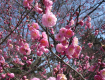 Prunus Mume