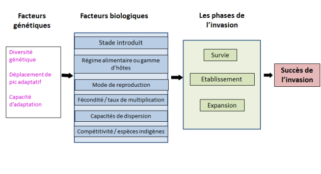 Les diff&eacute;rents facteurs g&eacute;n&eacute;tiques et biologiques qui agissent aux diff&eacute;rents phases de l'invasion