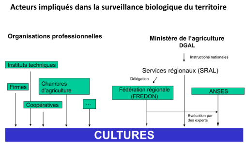 Deux grands groupes d'acteurs peuvent être différentiés, selon si ce sont des professionnels ou s'ils dépendent du service public. A gauche du schéma sont listés les organismes professionnels impliqués comme les firmes phytosanitaires, les coopératives agricoles, les instituts techniques et les chambres d'agriculture. Viennent ensuite les FEDON/FREDONs (Fédérations de lutte contre les organismes nuisibles) qui sont des structures professionnelles mais dont les activités s'inscrivent dans le cadre d'une délégation de service de la part des SRAL (Service régional de l'Alimentation). Les SRAL reçoivent eux-mêmes des instructions nationales de la part du ministère de l'agriculture. Enfin, l'Anses (Agence nationale de sécurité sanitaire de l'alimentation, de l'environnement et du travail) intervient dans la réalisation de la surveillance du territoire.