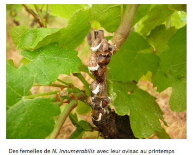 Plusieurs femelles de Neopulvinaria innumerabilis avec leur ovisac blanc au printemps