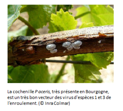 plusieurs cochenille de P. aceris &agrave; l'aspect blanch&acirc;tre sur un sarment de vigne