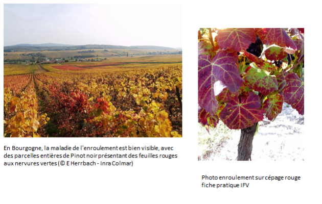 photo 1&nbsp;: en bourgogne, parcelle de pinot noir pr&eacute;sentant des feuilles rouges enroul&eacute;es, photo 2&nbsp;: feuilles rouges avec nervures vertes sur c&eacute;page rouge