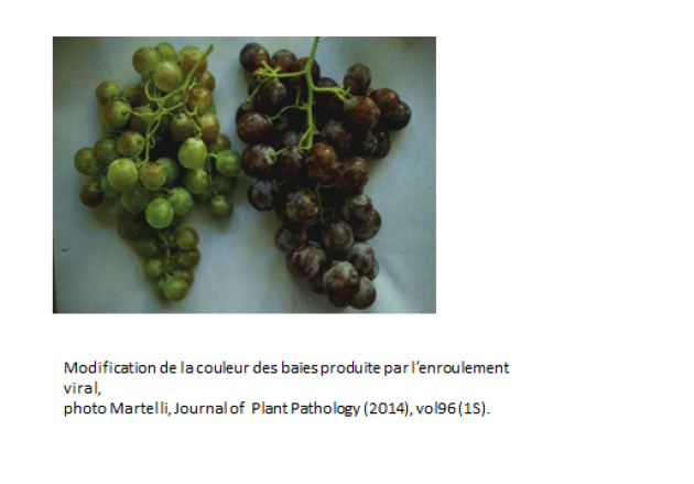 modification de la couleur des baies produite par l'enroulement viral.