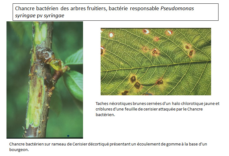 Chancre bactérien des arbres fruitiers, bactérie responsable Pseudomonas syringae pv syringae