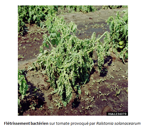 plant de tomate infecté par Ralstonia solanacearum (flétrissement bactérien)