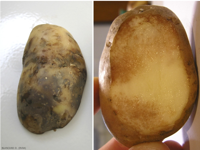 Sympômes interne au tubercule provoqués par Phytophthora infestans