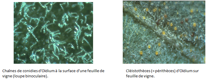 Chaînes de conidies d'Oïdium à la surface d'une feuille de vigne (loupe binoculaire). + Cléistothèces (= périthèces) d'Oïdium sur feuille de vigne. 