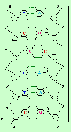 Structure plane des deux chaînes anti-parallèles