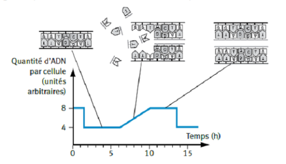 Schéma de l'évolution de la quantité d'ADN par cellule