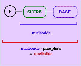 Schéma de structure de nucléotide