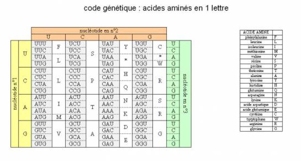 Les Bases De La Biologie Mol culaire Le Code G n tique