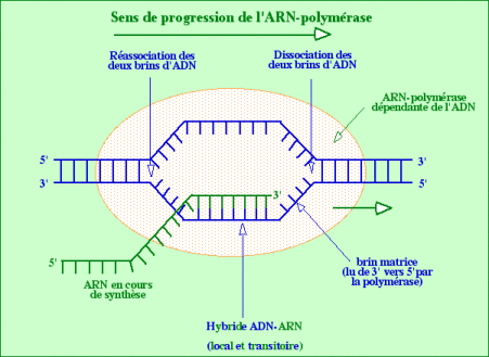 De l'ADN à l'ARN messager