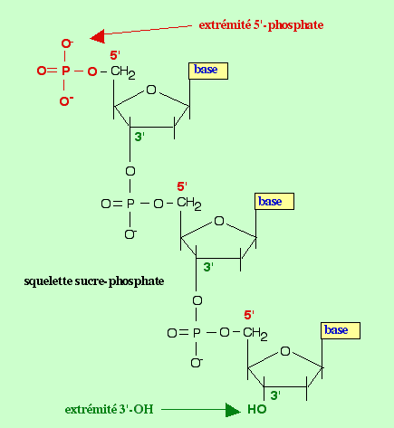 Formule d'un brin d'ADN